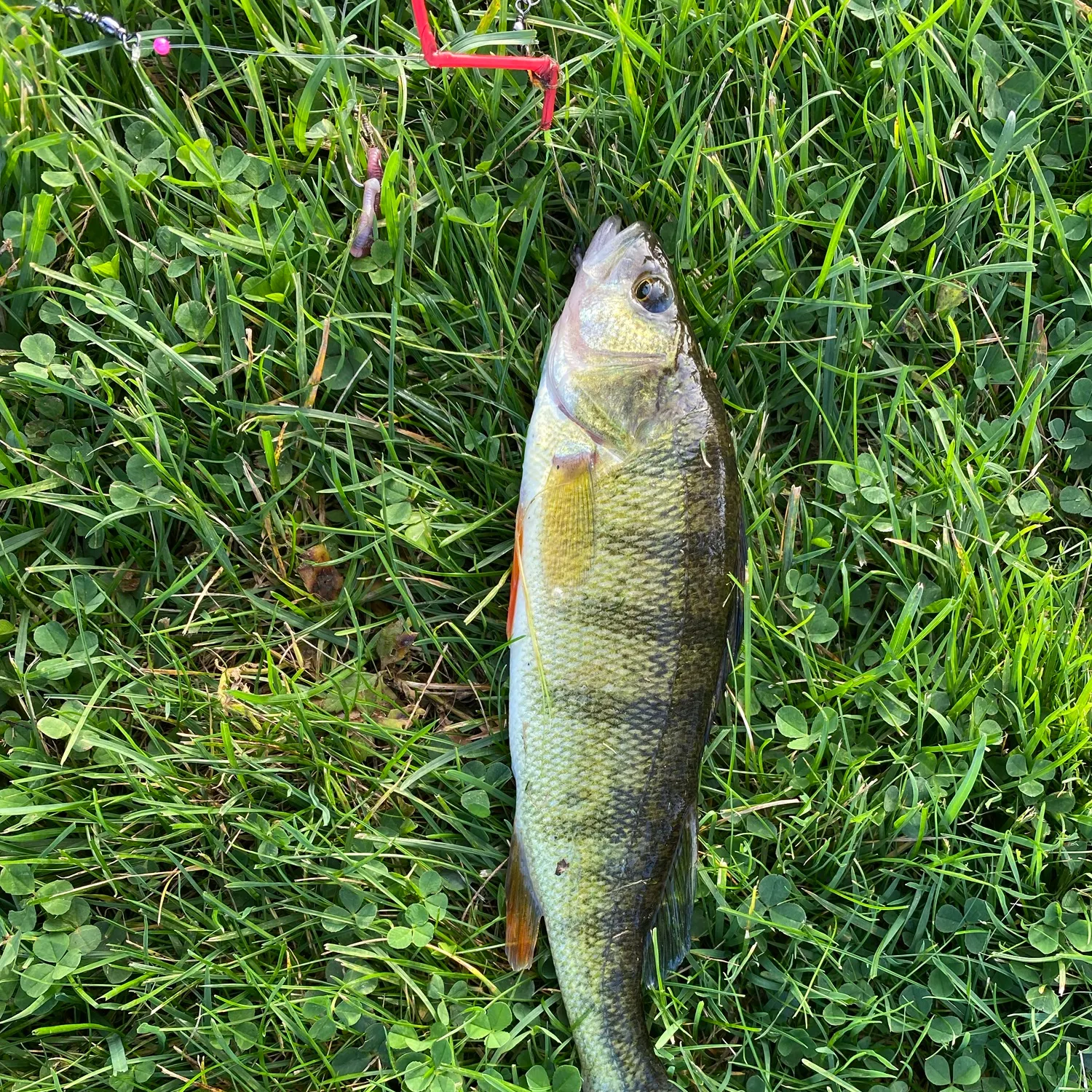Yellow perch caught on Fishbrain