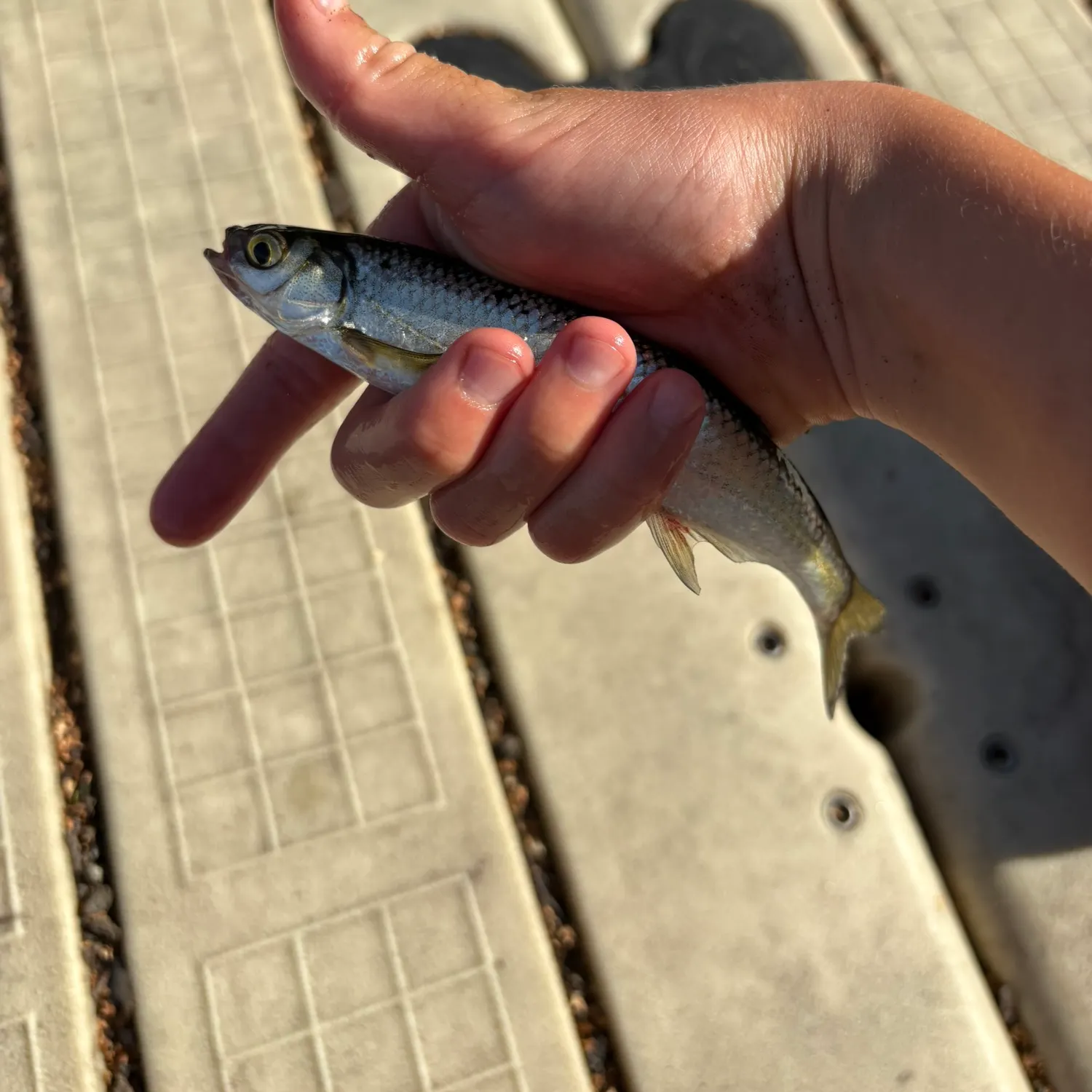 The most recent Common bleak catches on Fishbrain