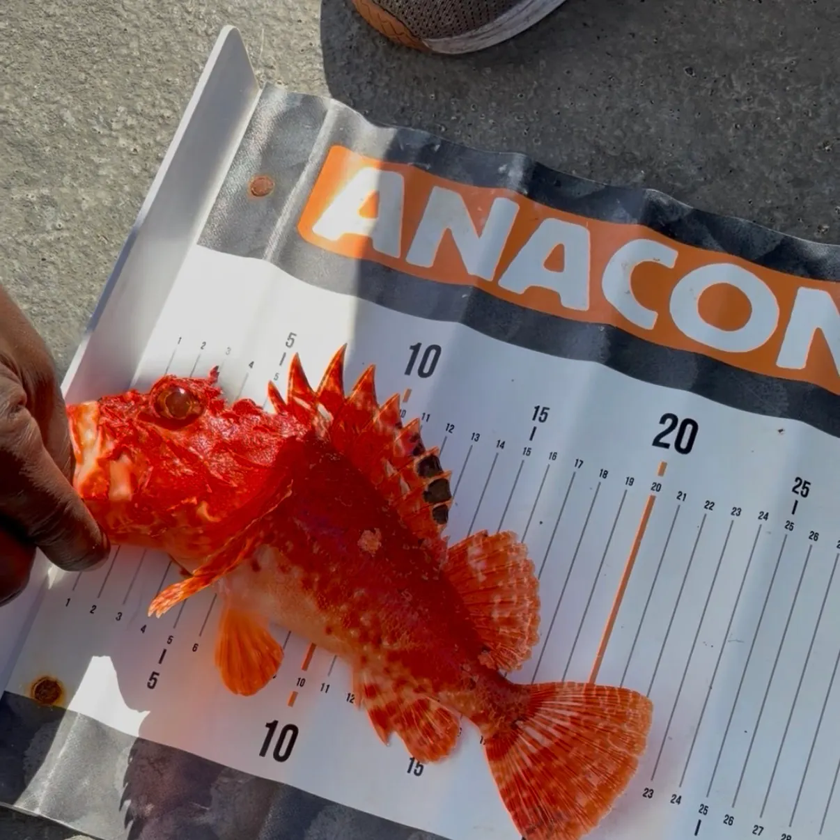 The most recent Eastern red scorpionfish catches on Fishbrain