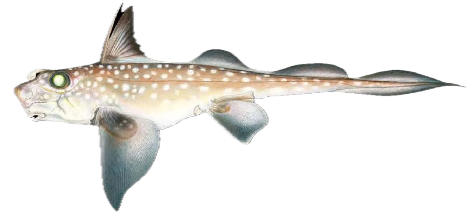 Spotted ratfish