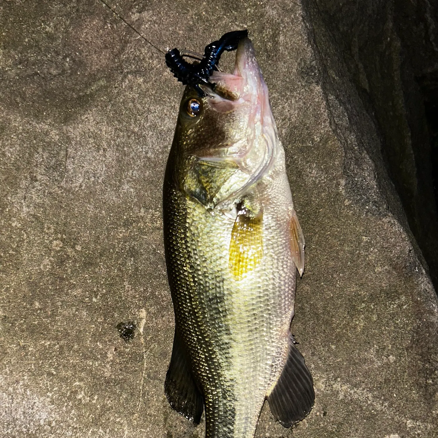 Largemouth bass caught on Fishbrain