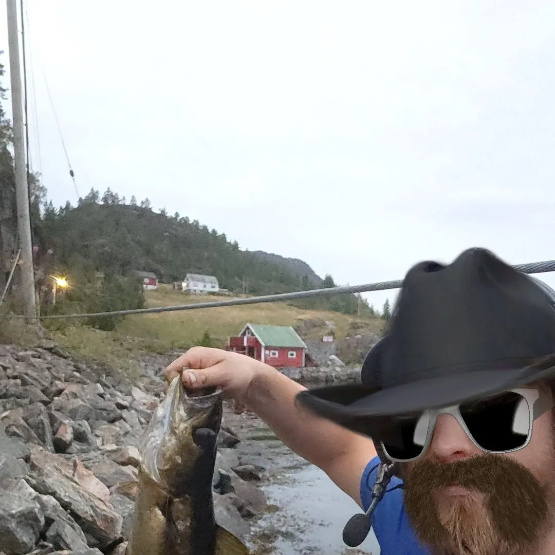 Pollack caught on Fishbrain