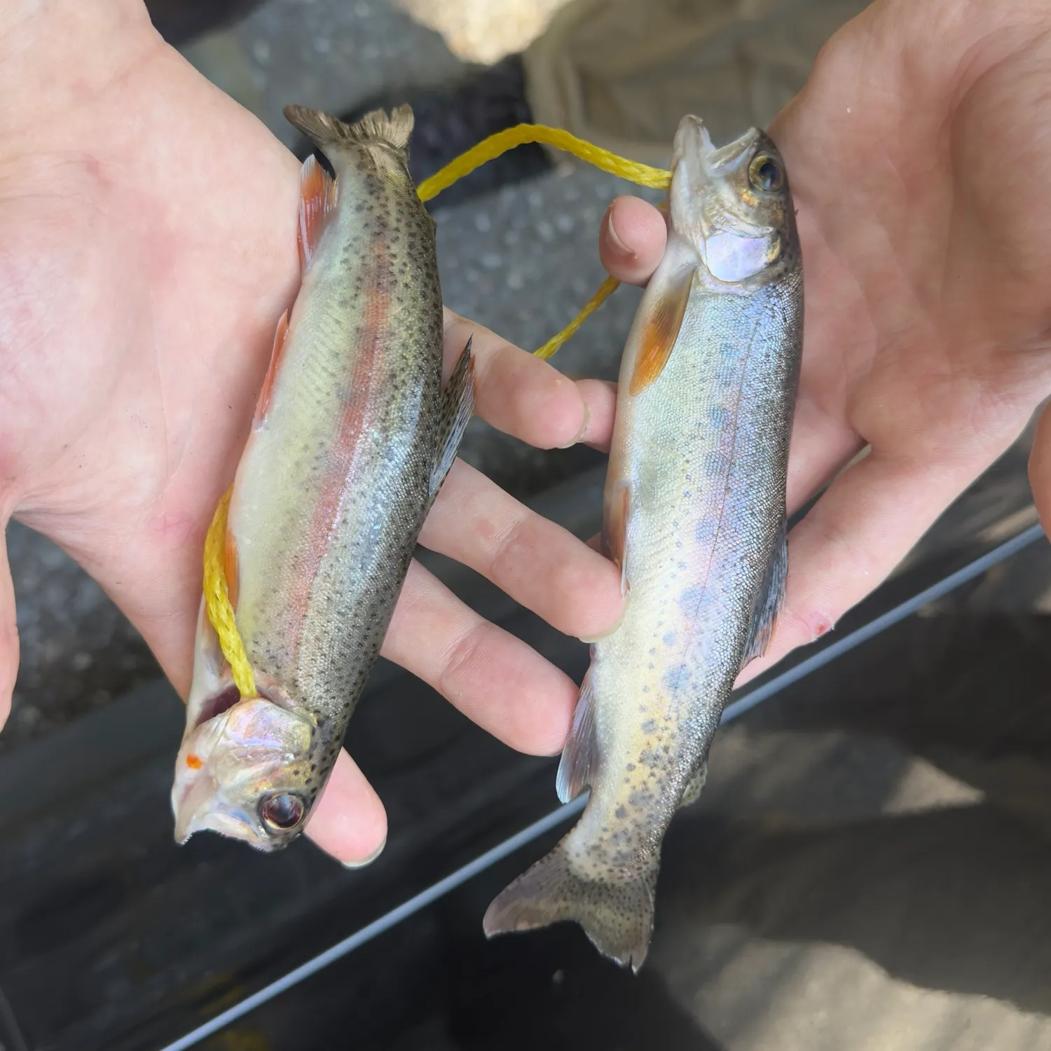 Fish caught on Fishbrain