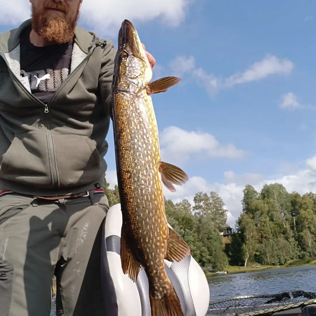 Northern pike caught on Fishbrain