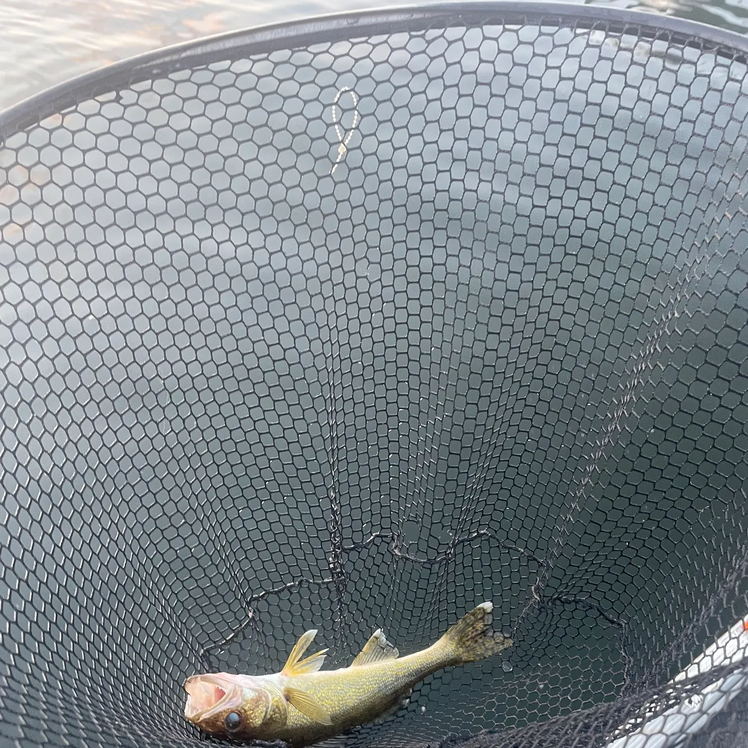 Walleye caught on Fishbrain