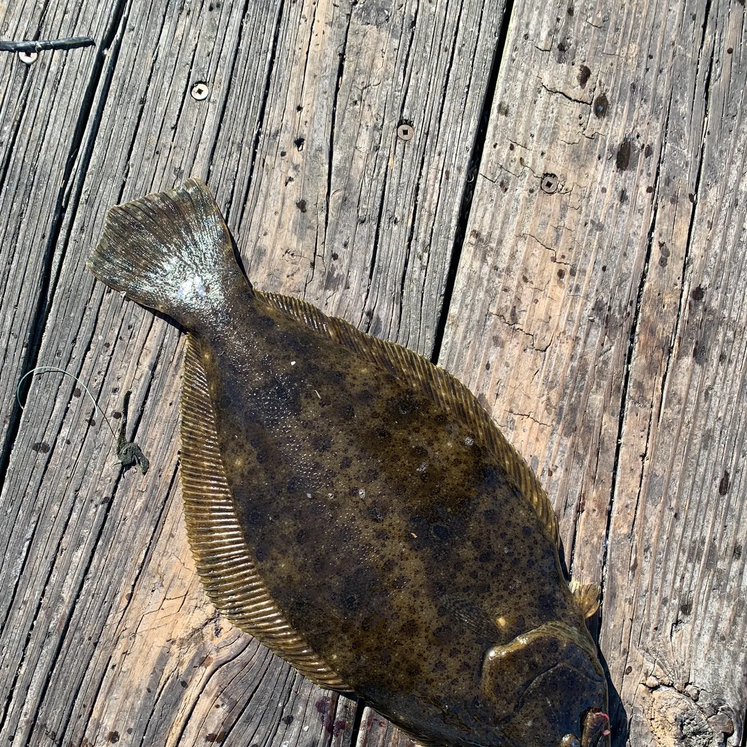 The most recent Summer flounder catches on Fishbrain