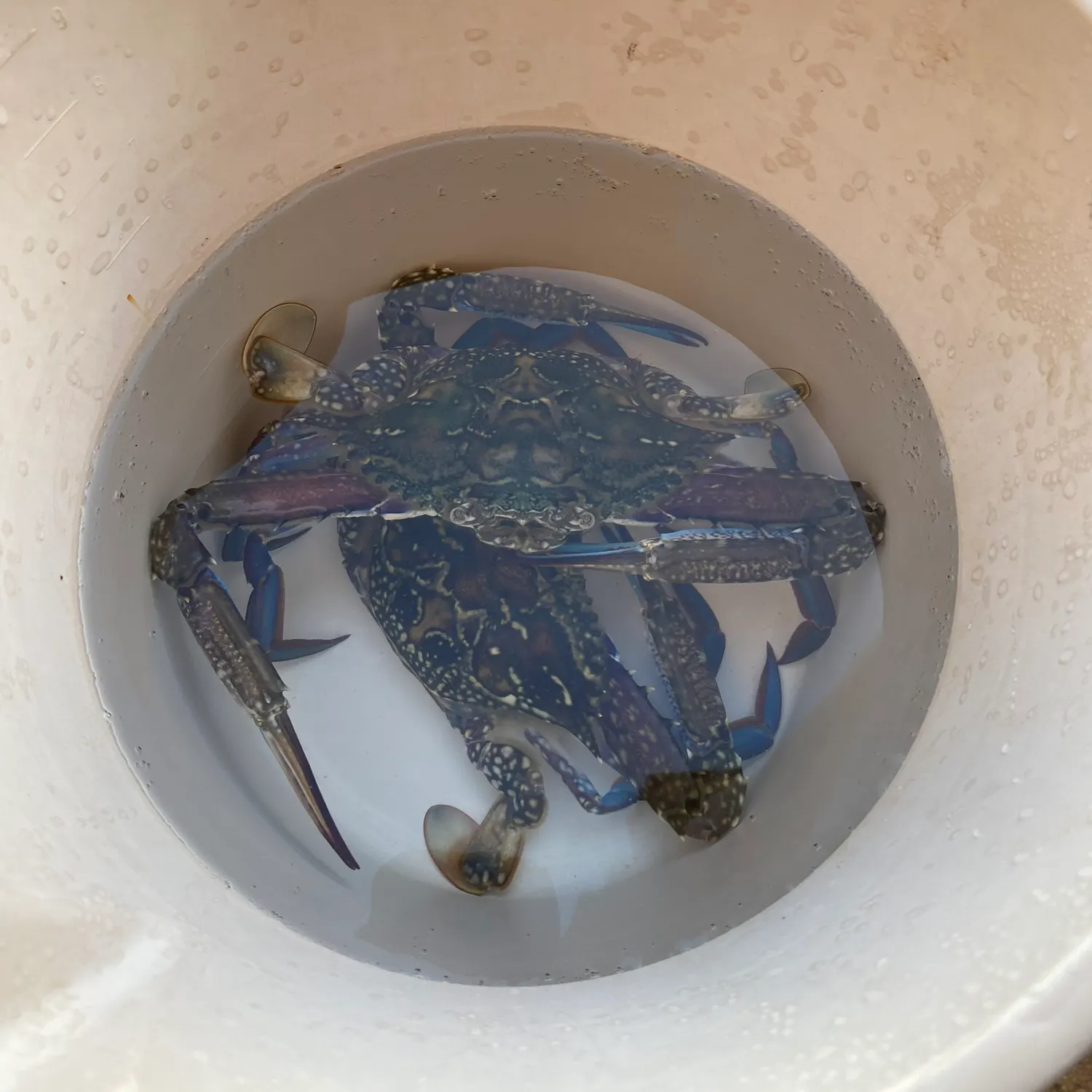 The most recent Blue swimmer crab catches on Fishbrain