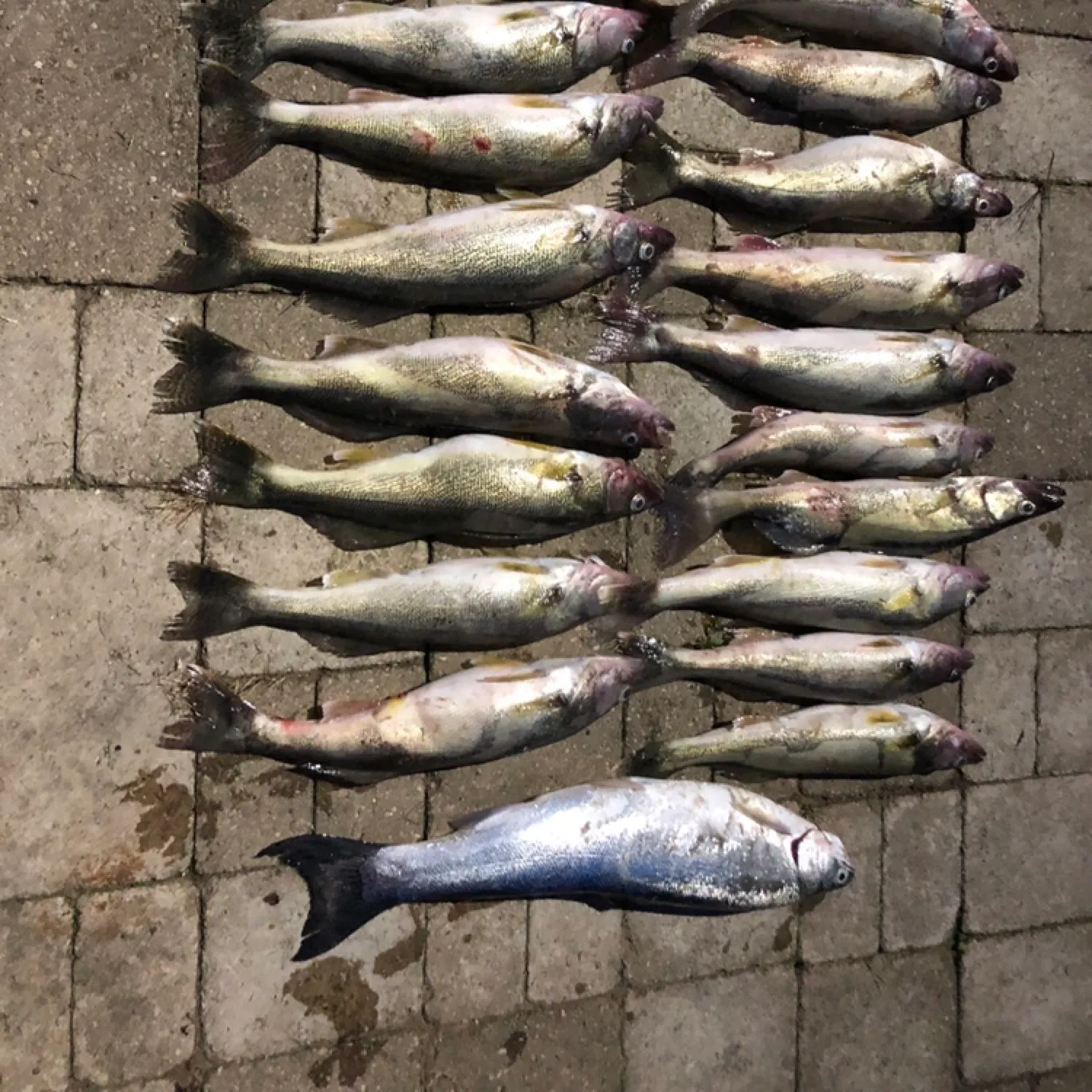 recently logged catches