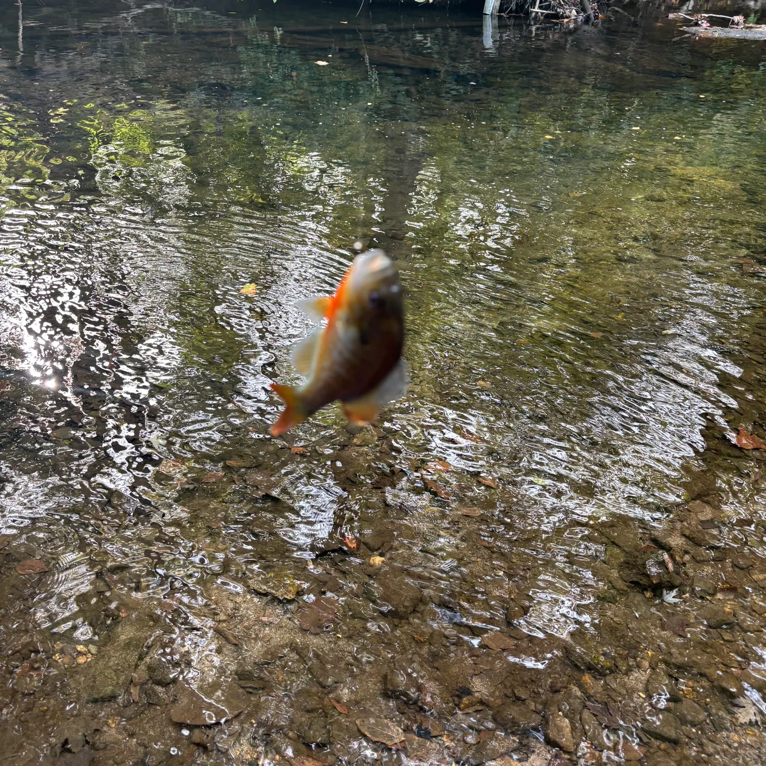 Redbreast sunfish caught on Fishbrain