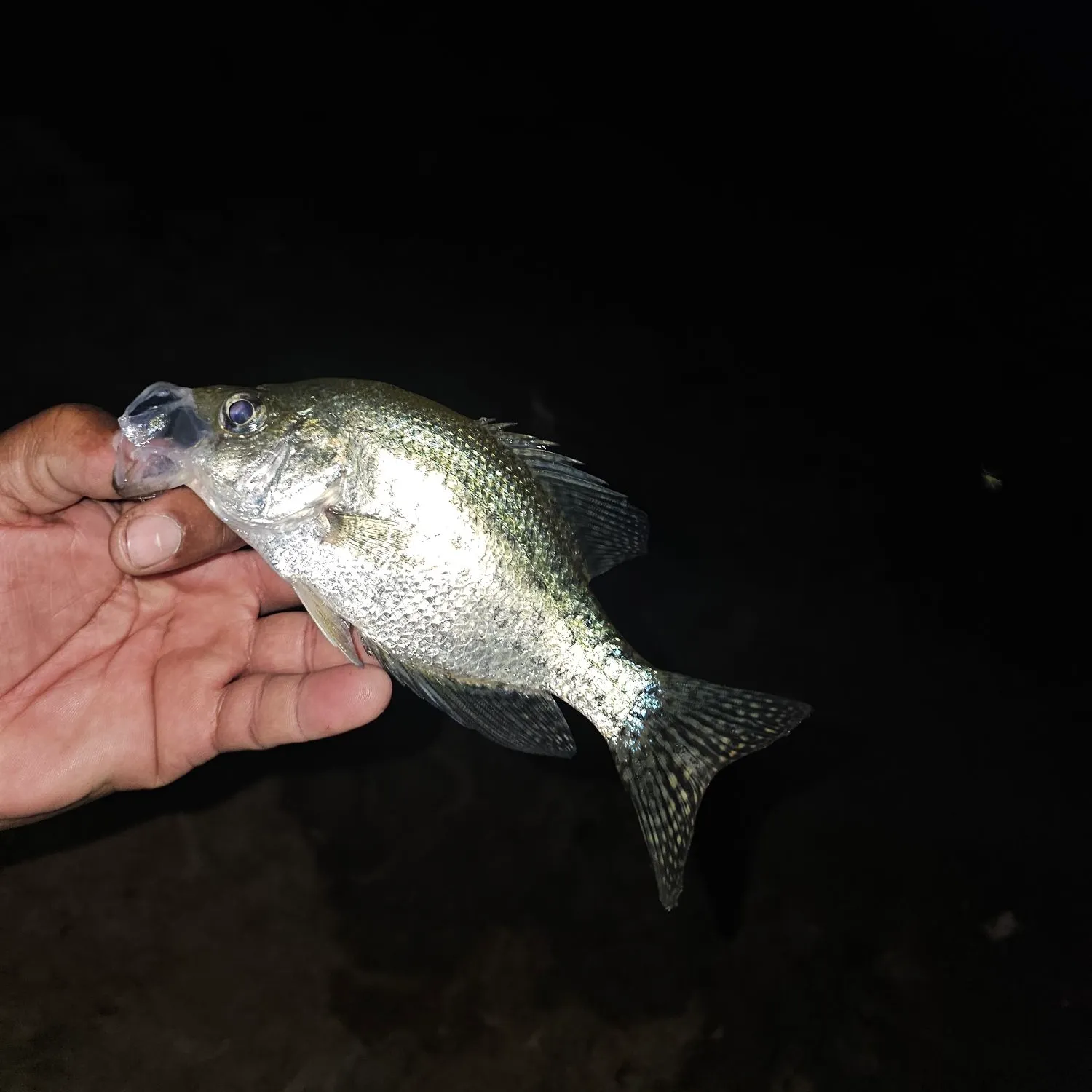 Black crappie caught on Fishbrain