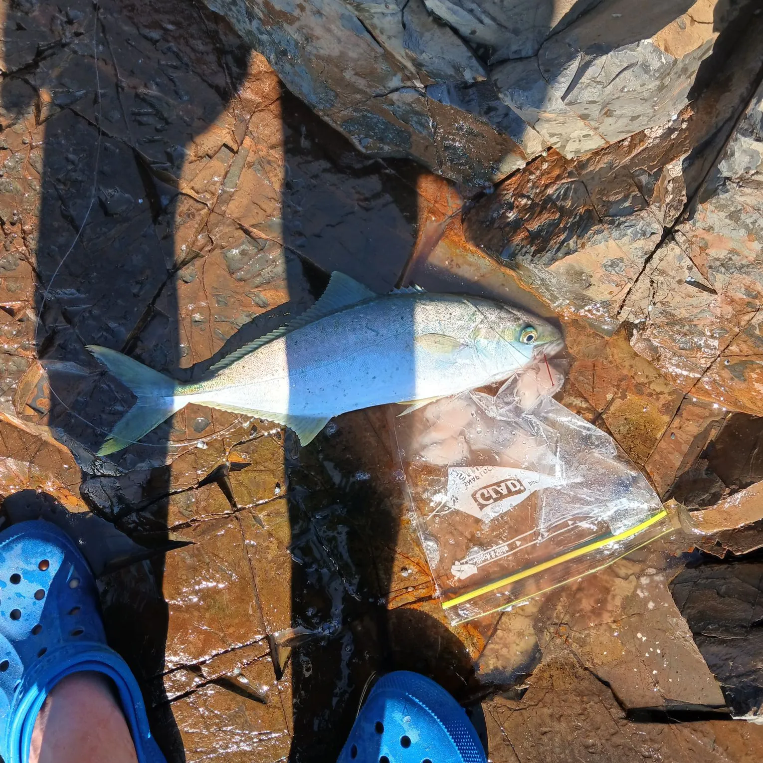 Southern yellowtail amberjack caught on Fishbrain
