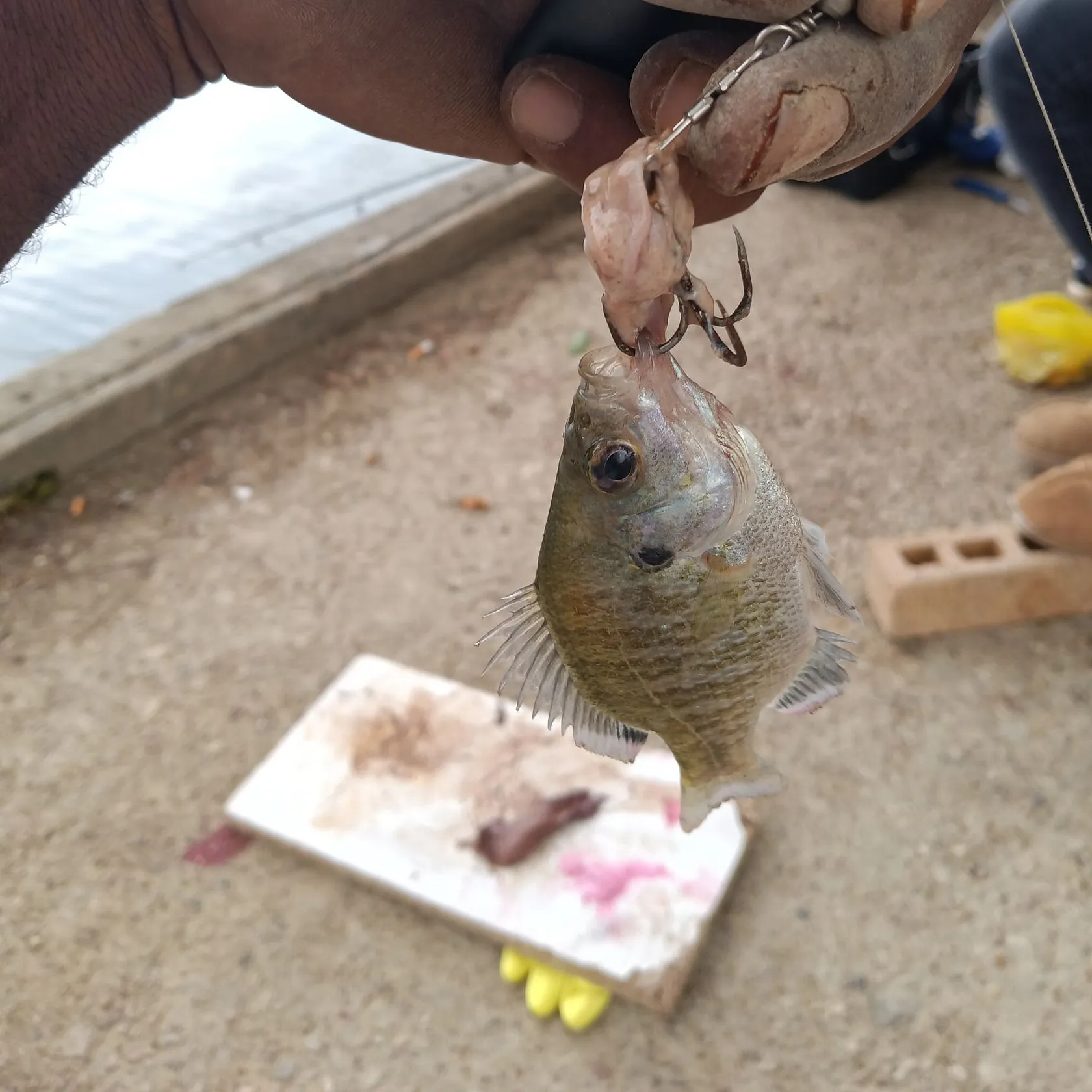 Bluegill caught on Fishbrain