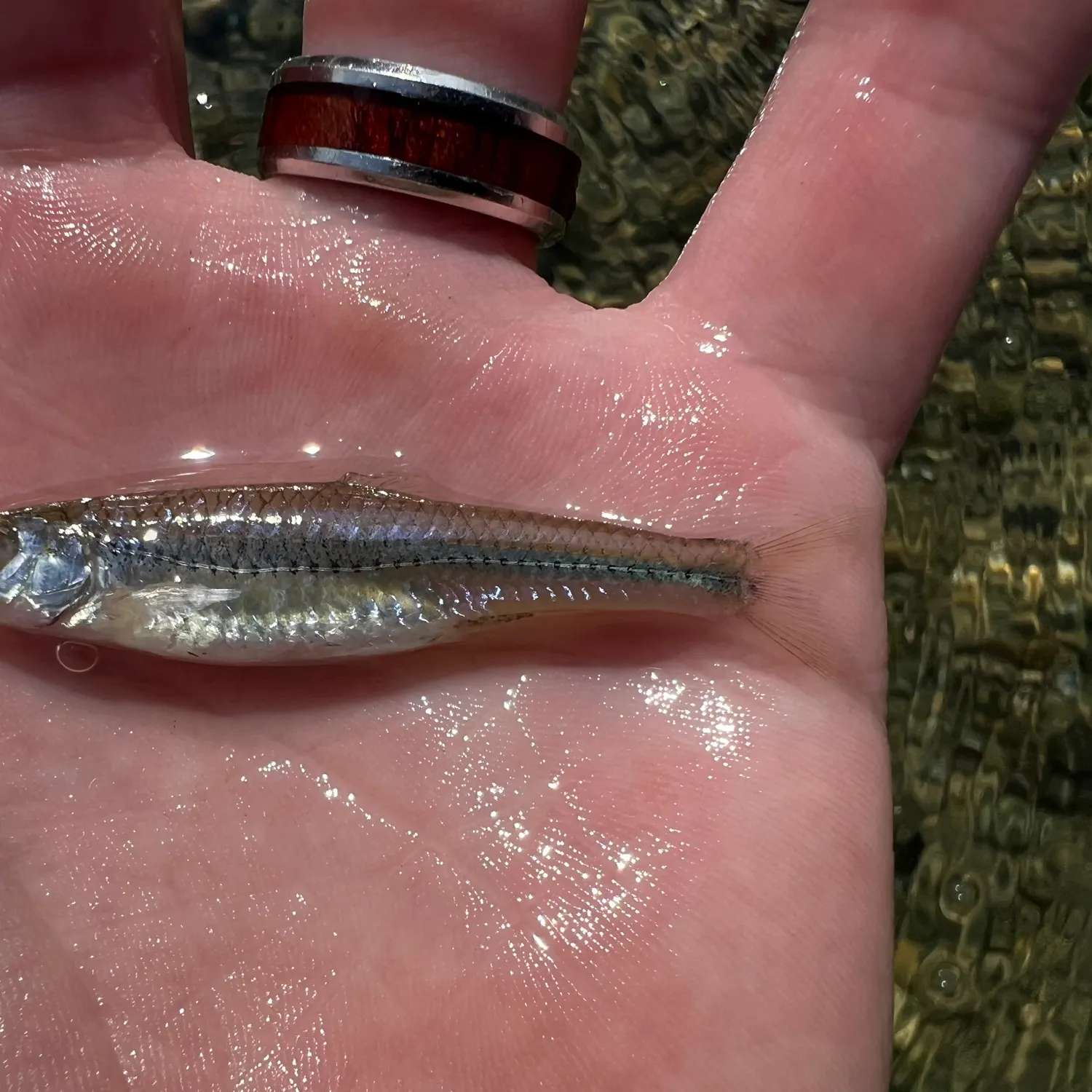 The most popular recent Sand shiner catch on Fishbrain