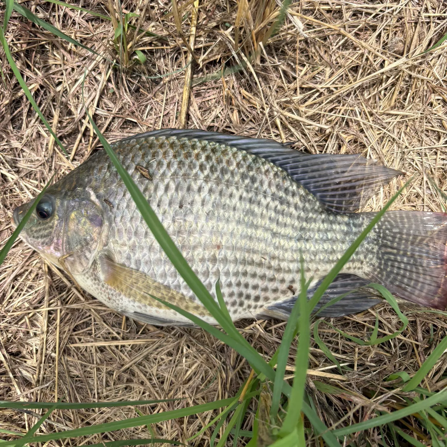 The most recent Longfin tilapia catches on Fishbrain