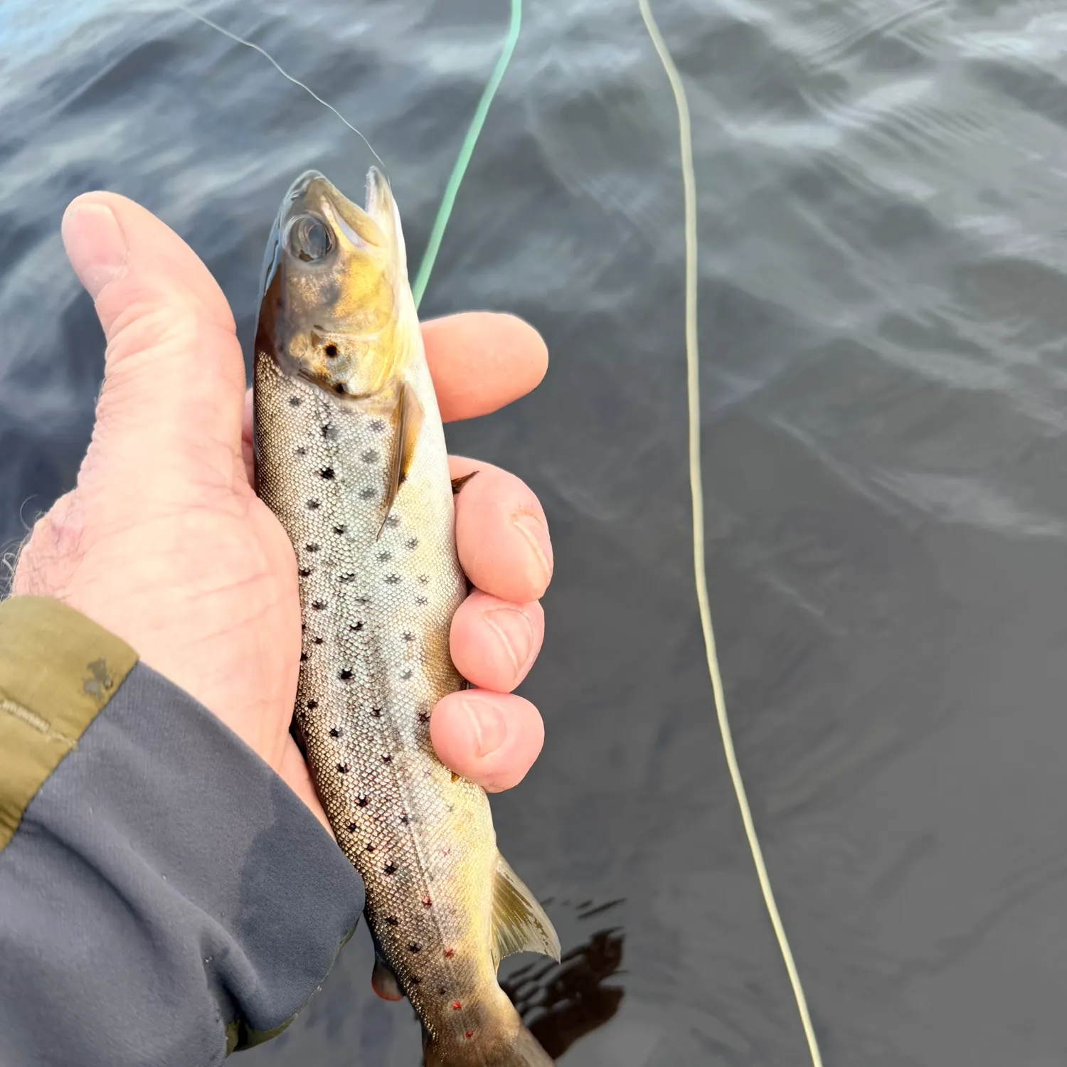 Brown trout caught on Fishbrain