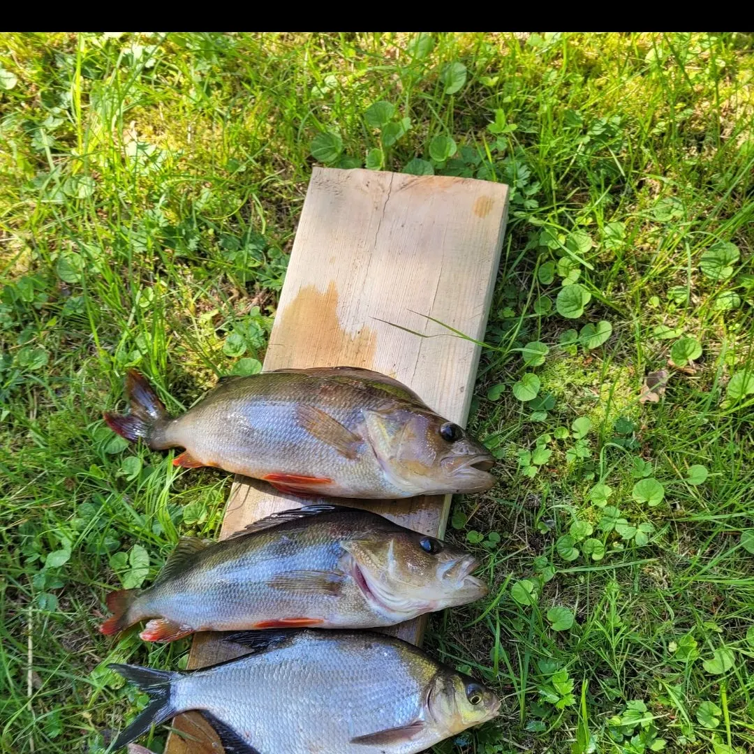 Fish caught on Fishbrain