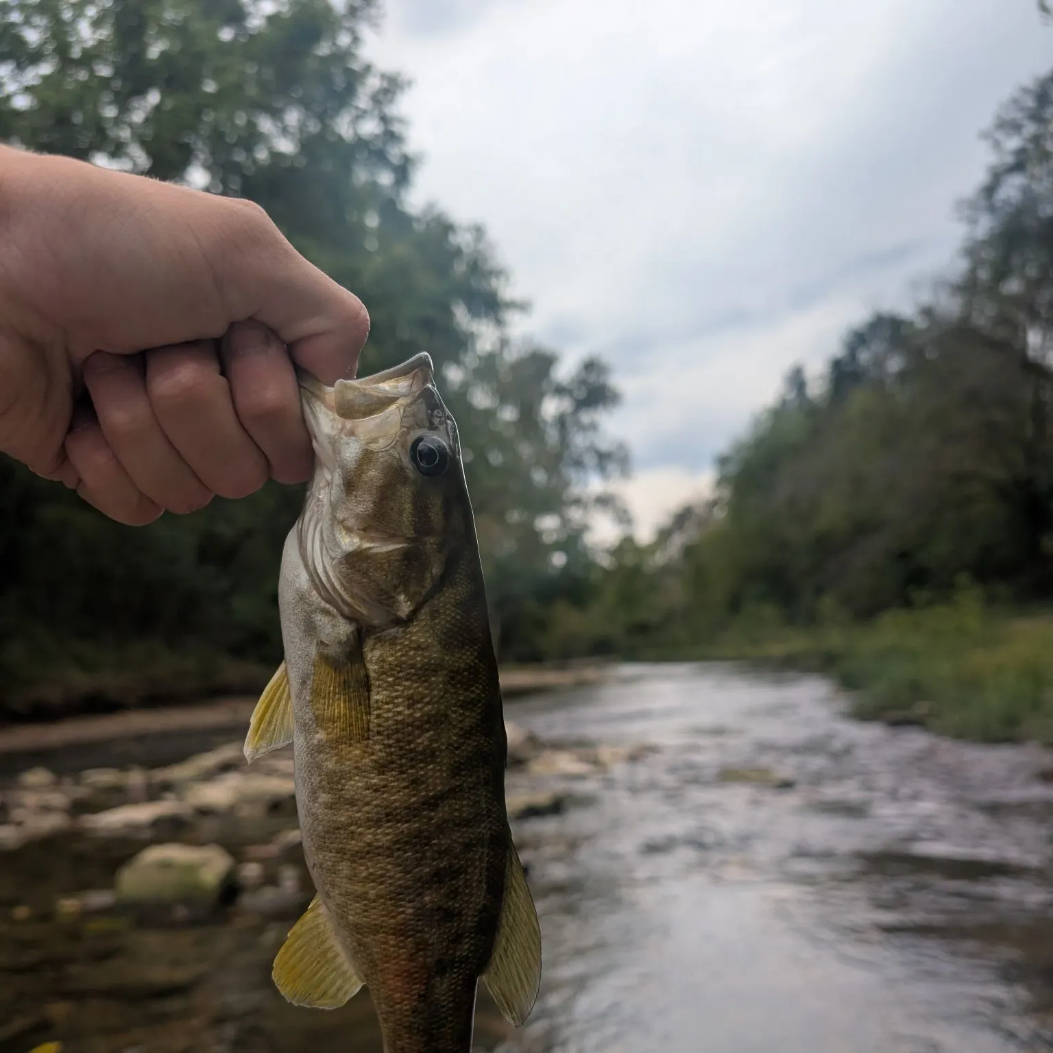 Smallmouth bass caught on Fishbrain