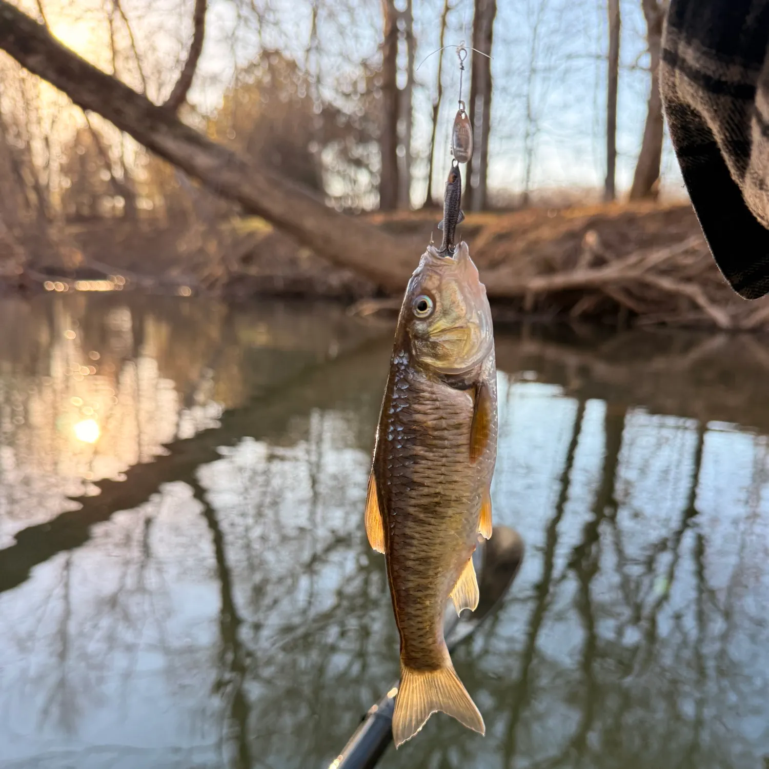 The most recent Striped shiner catches on Fishbrain