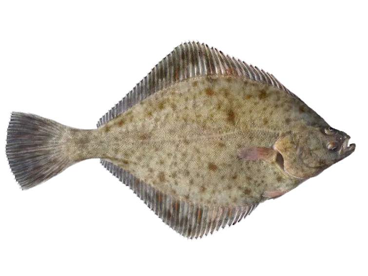 European flounder