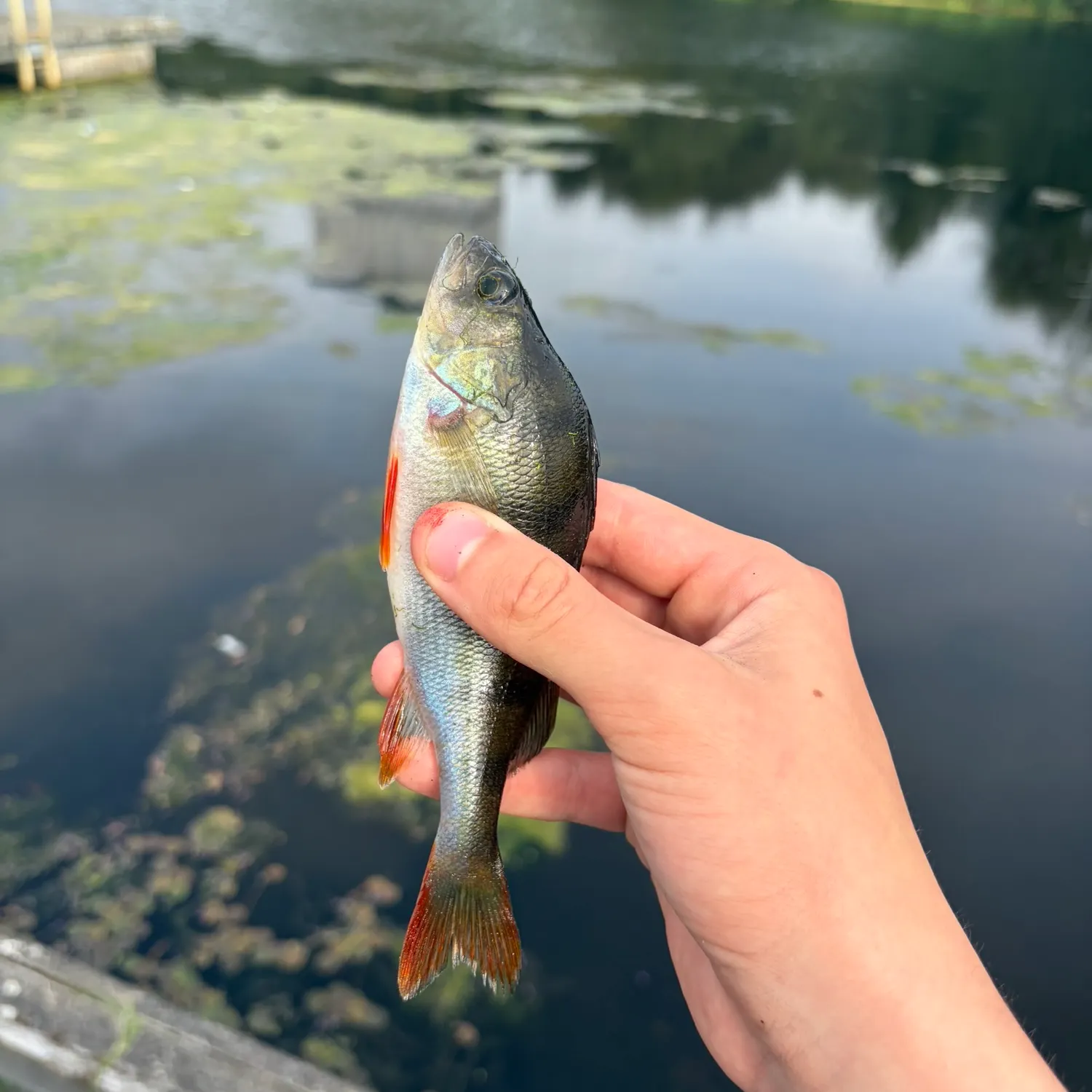European perch caught on Fishbrain