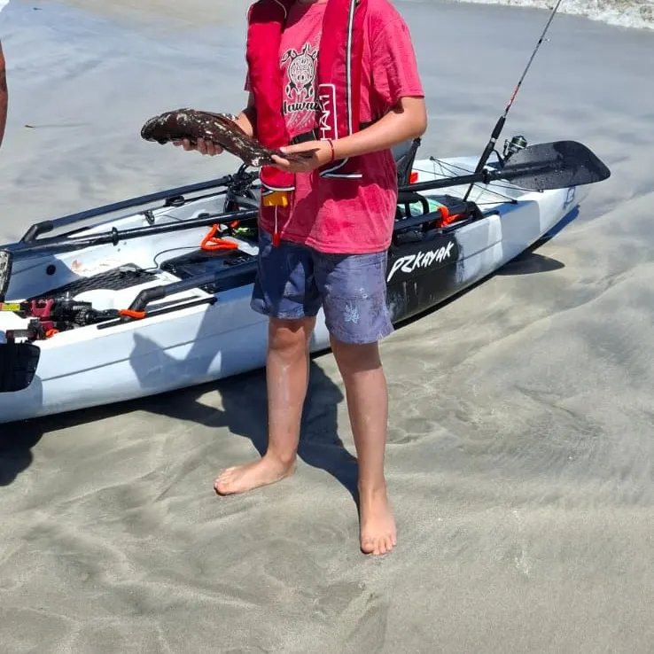 The most recent Peruvian rock seabass catches on Fishbrain