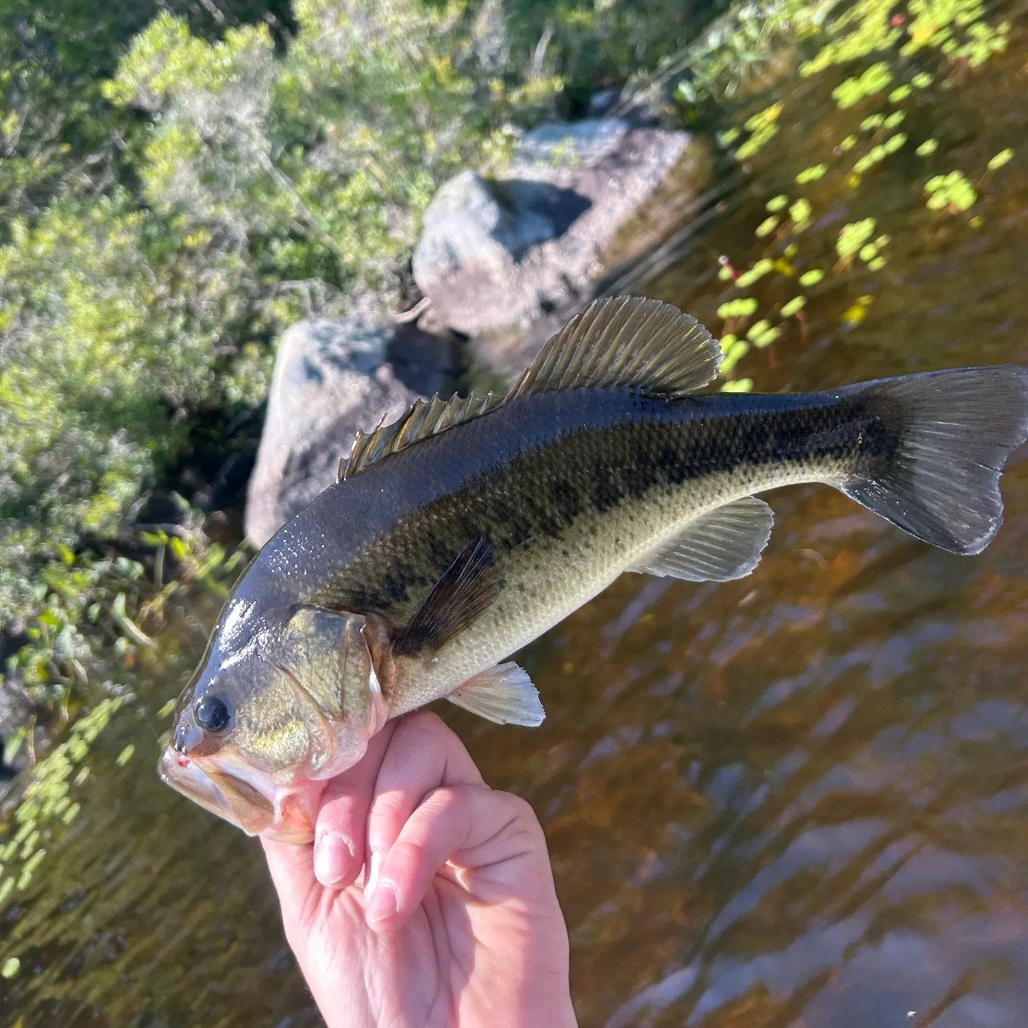 Largemouth bass caught on Fishbrain
