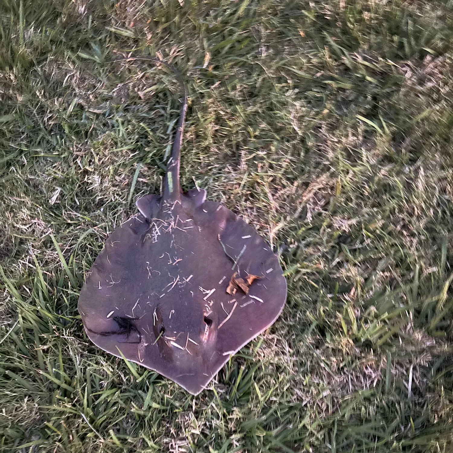 The most recent Atlantic stingray catches on Fishbrain