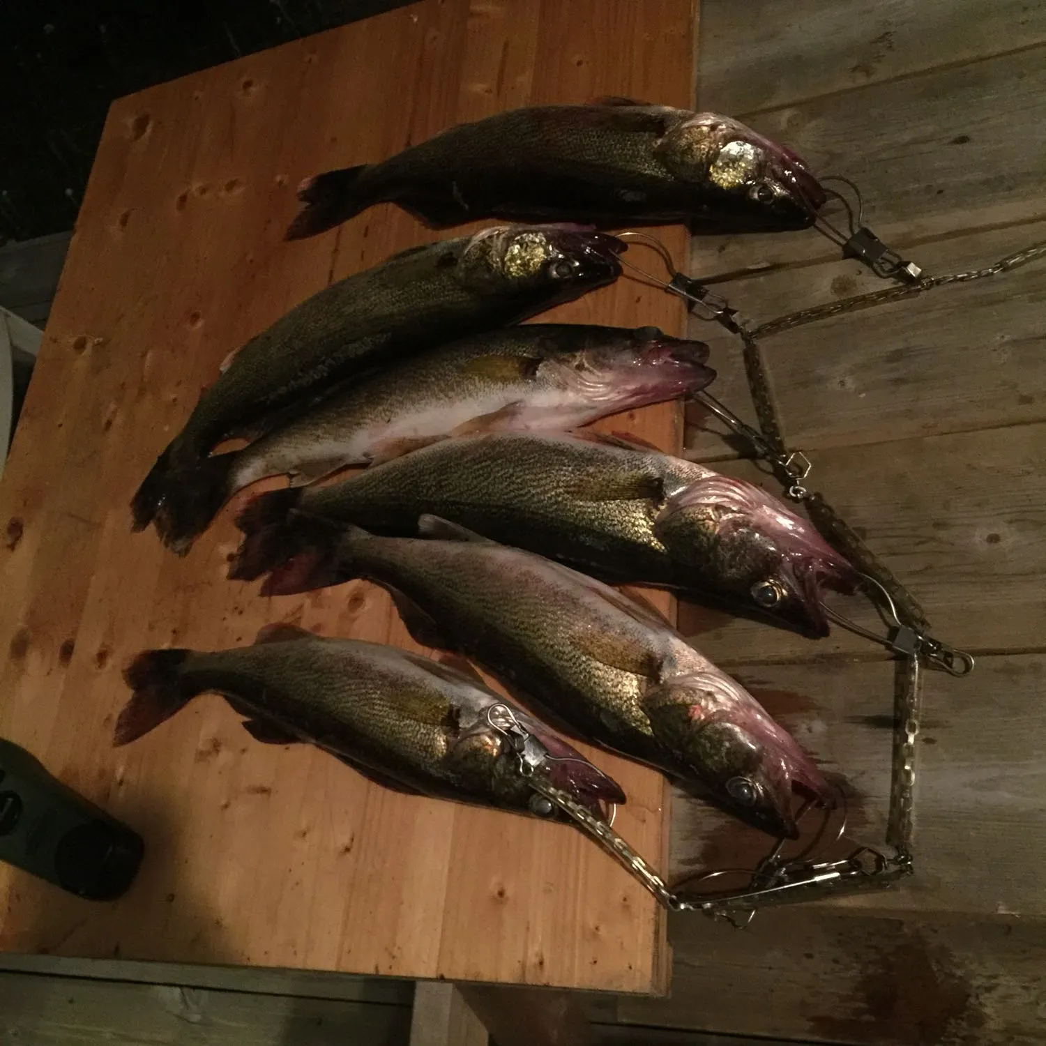 recently logged catches