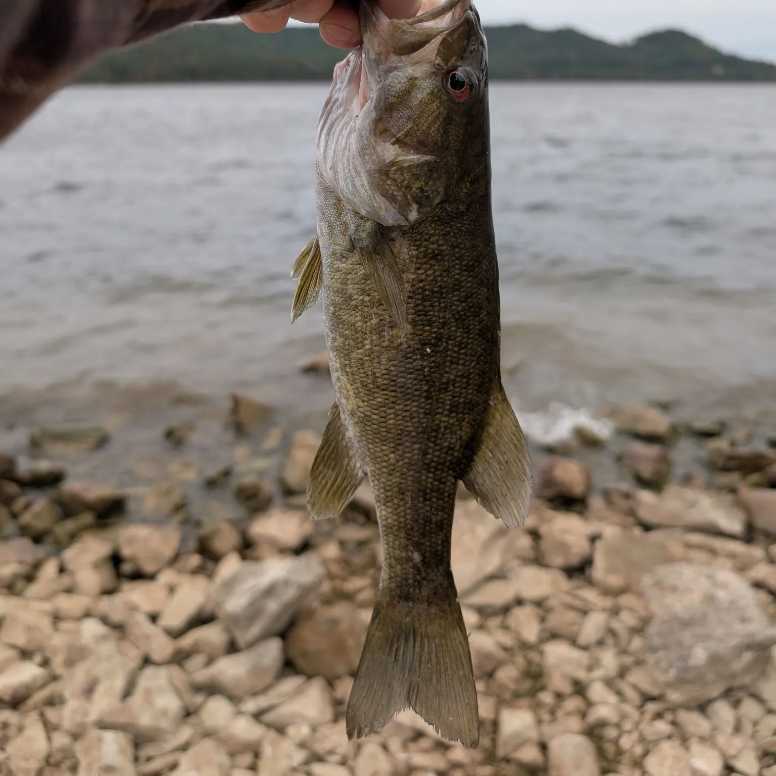 Smallmouth bass caught on Fishbrain