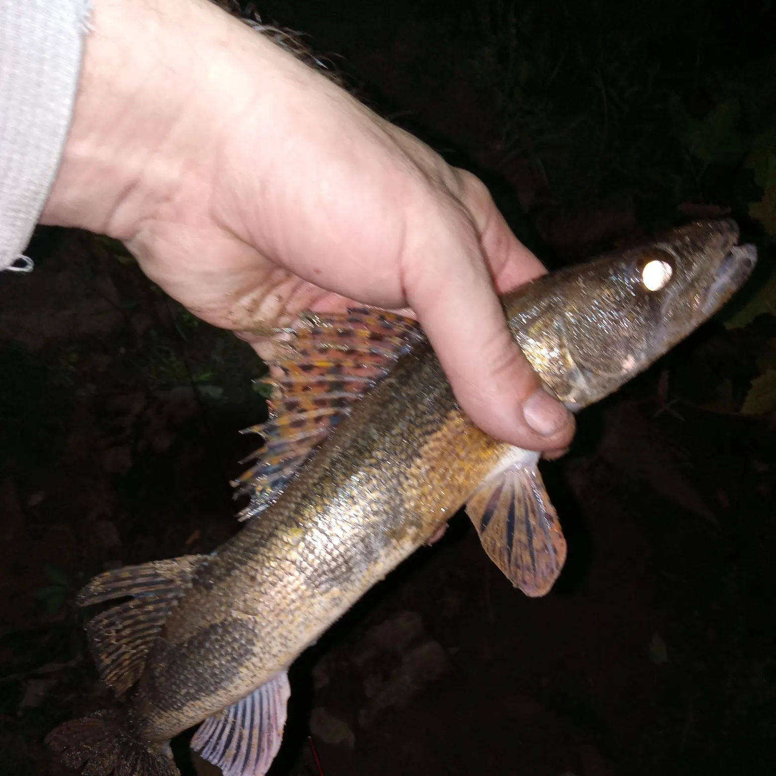 The most recent Sauger catches on Fishbrain