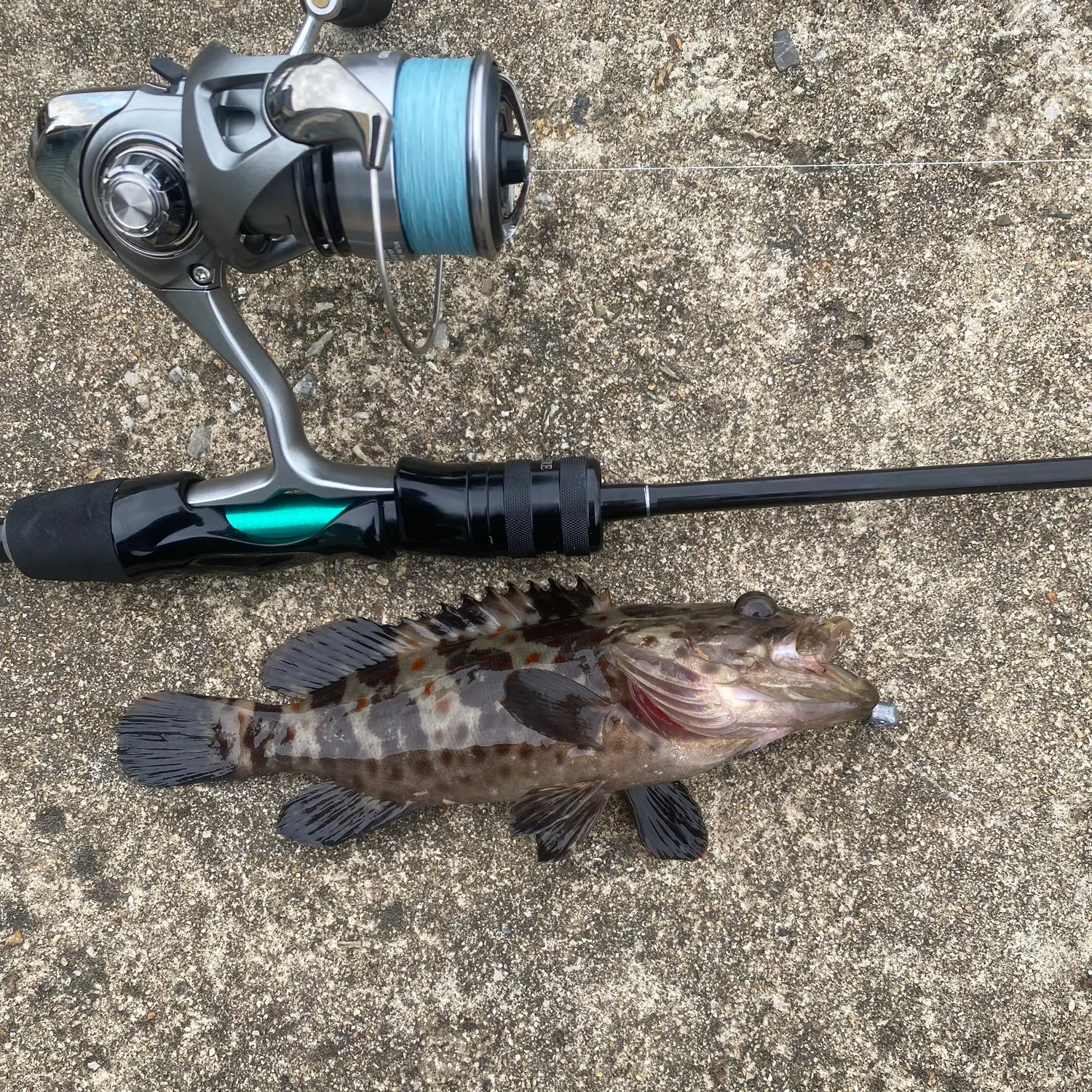 The most recent Orange-spotted grouper catches on Fishbrain
