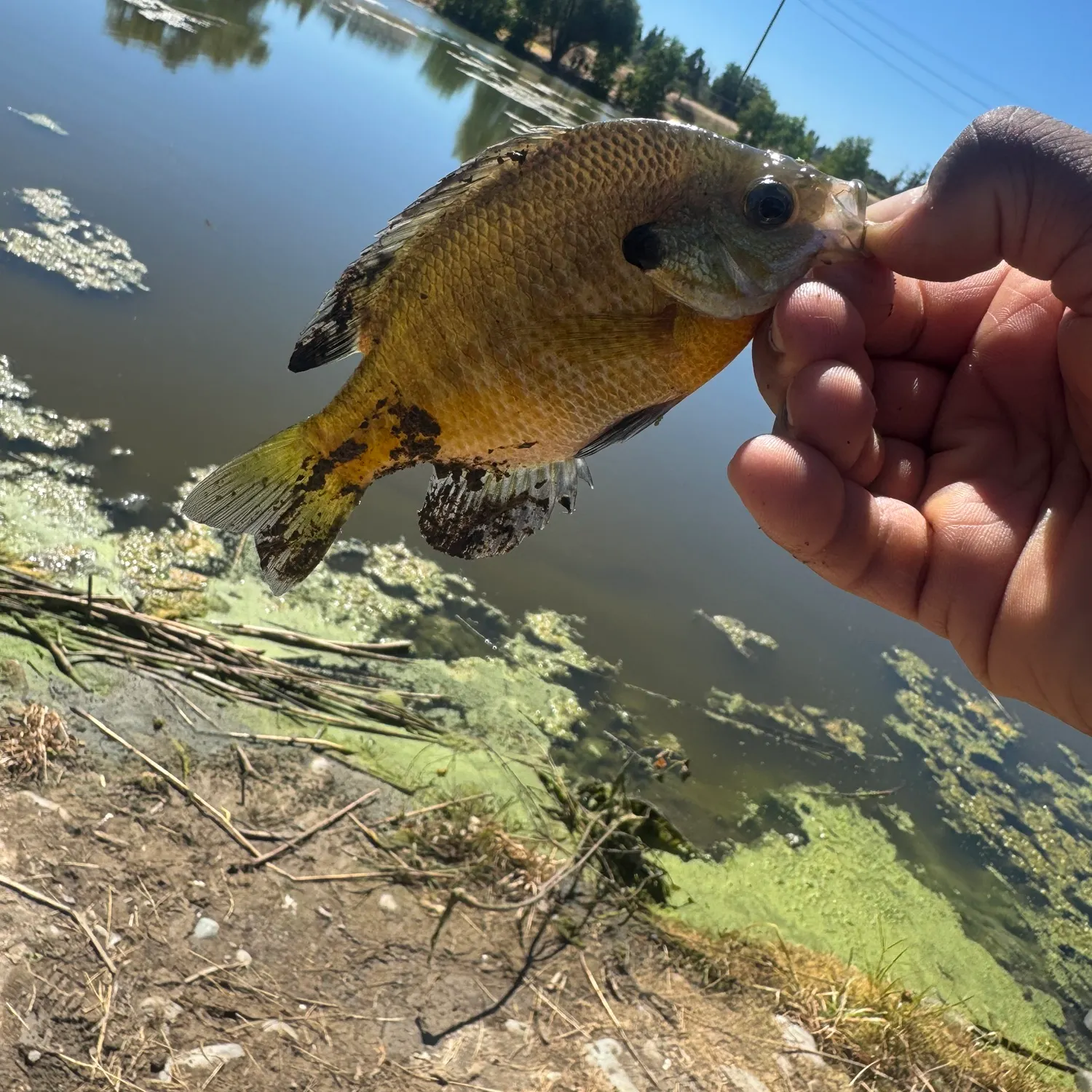 Bluegill caught on Fishbrain