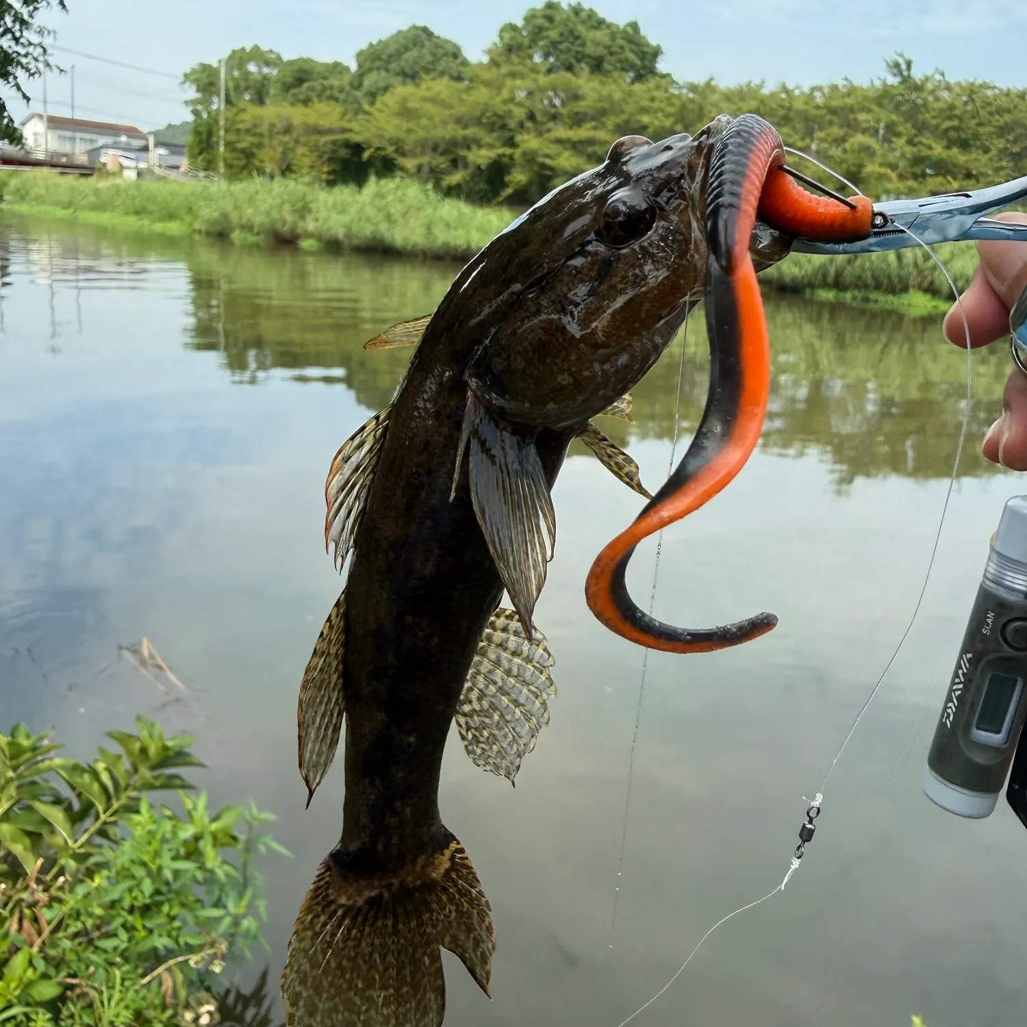 The most recent Point-headed sleeper goby catches on Fishbrain