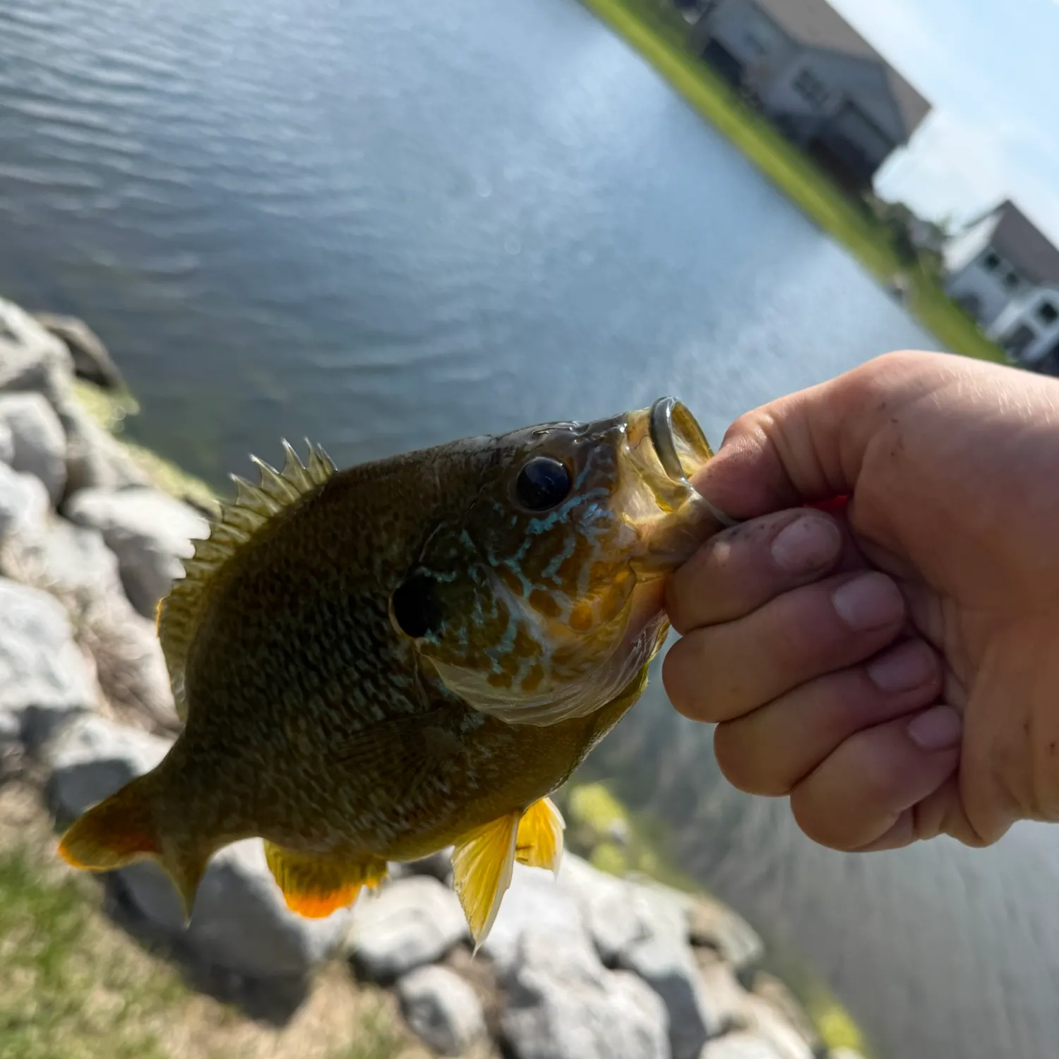 catch