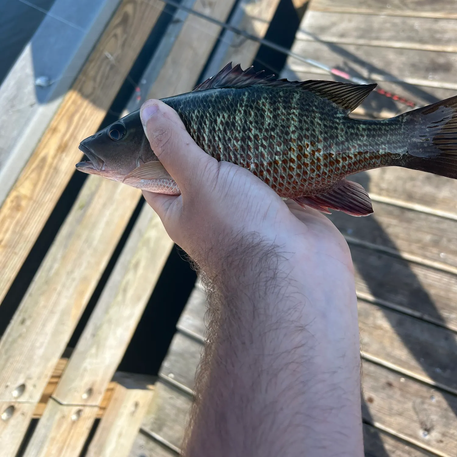 recently logged catches