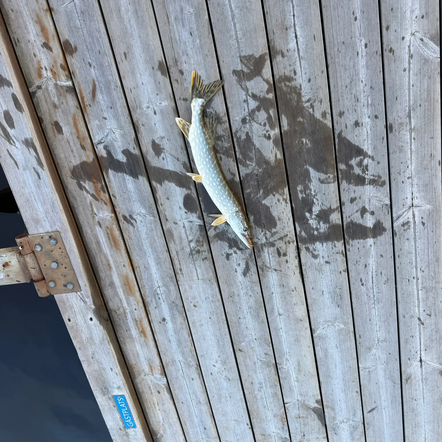 Northern pike caught on Fishbrain