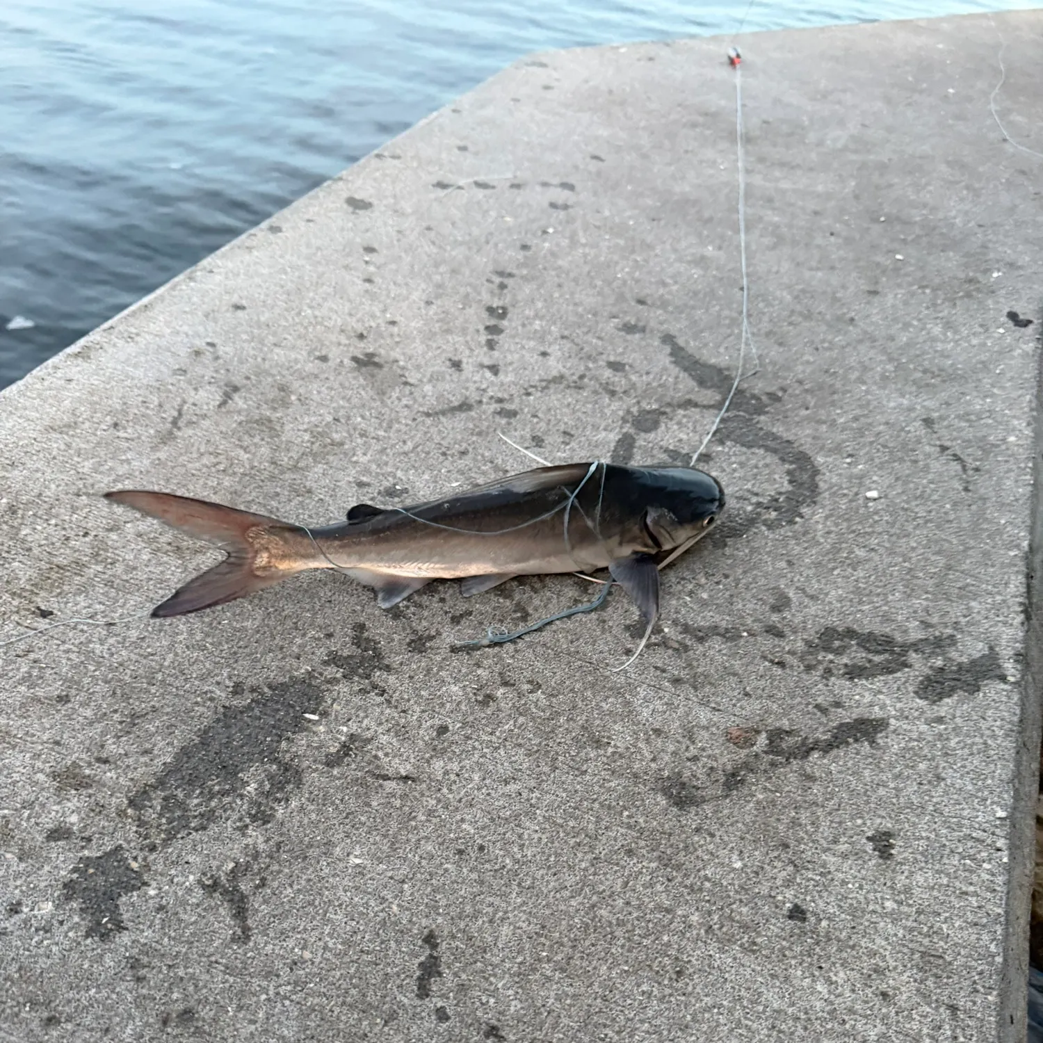 Fish caught on Fishbrain