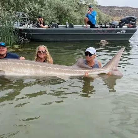 The most recent White sturgeon catches on Fishbrain