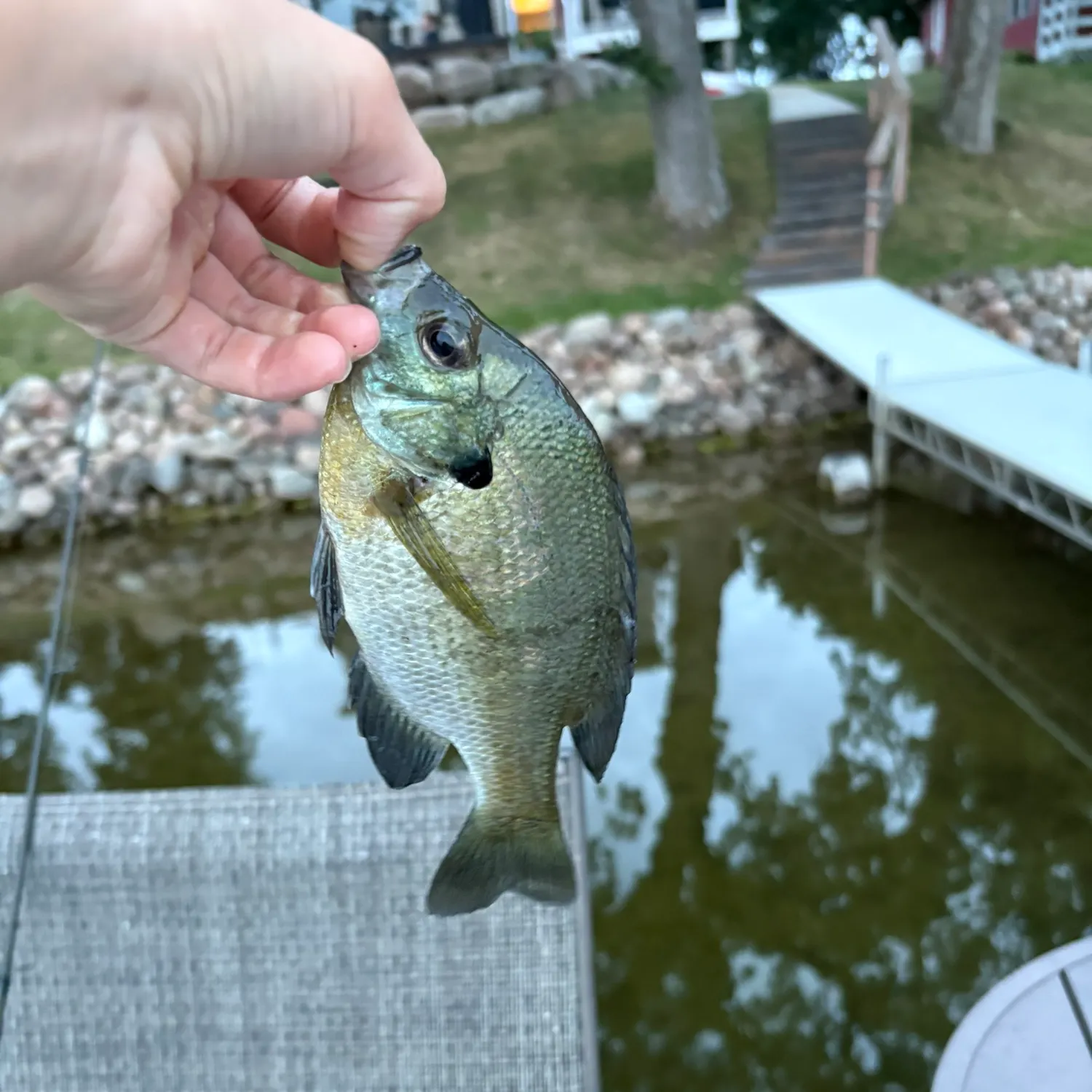 Bluegill caught on Fishbrain