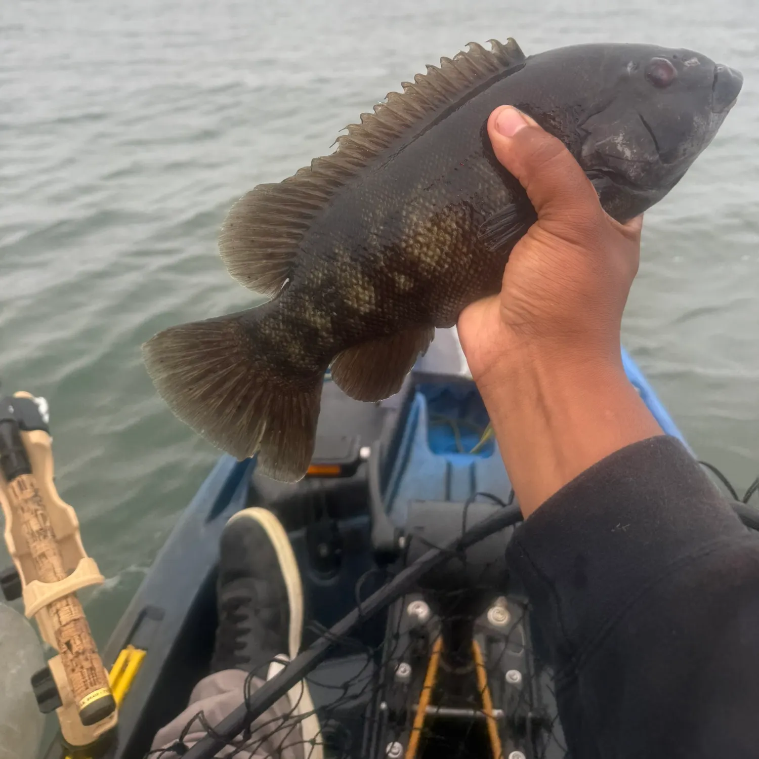 The most recent Tautog catches on Fishbrain
