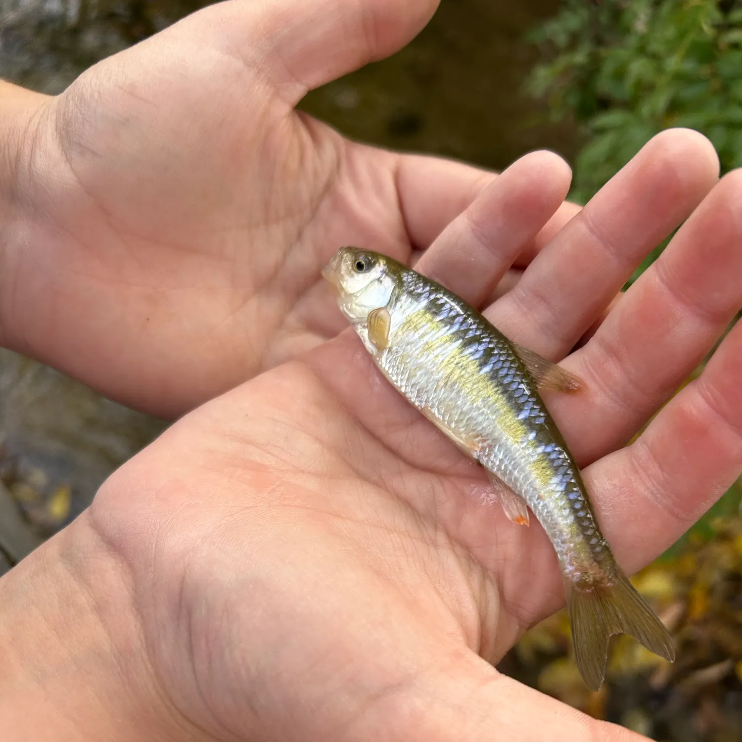 Striped shiner caught on Fishbrain