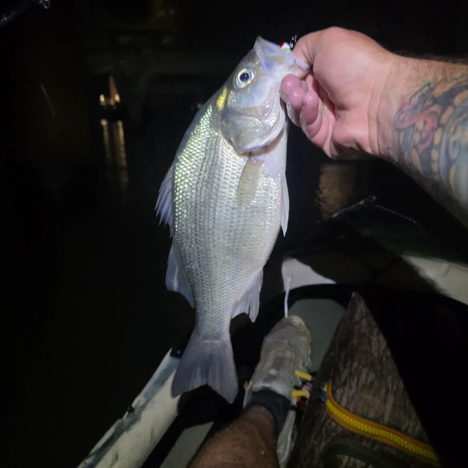 recently logged catches