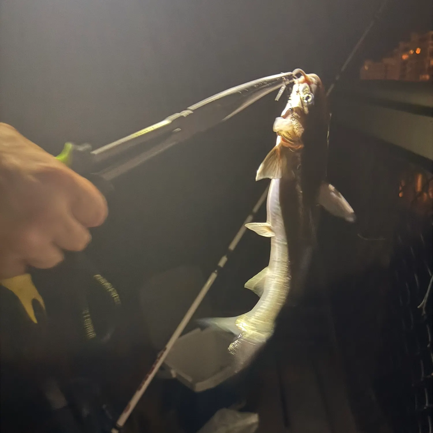 Hardhead sea catfish caught on Fishbrain