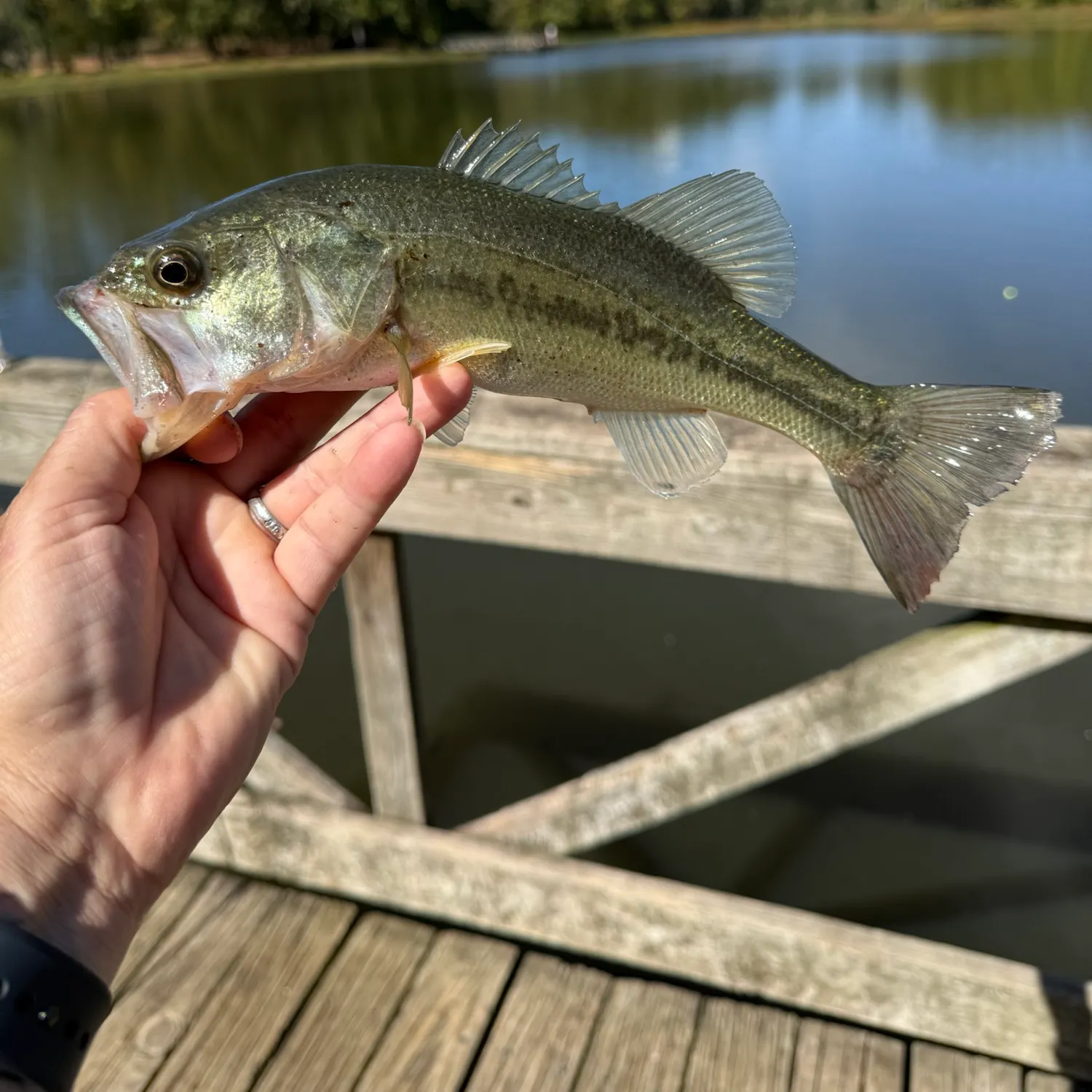 Largemouth bass caught on Fishbrain