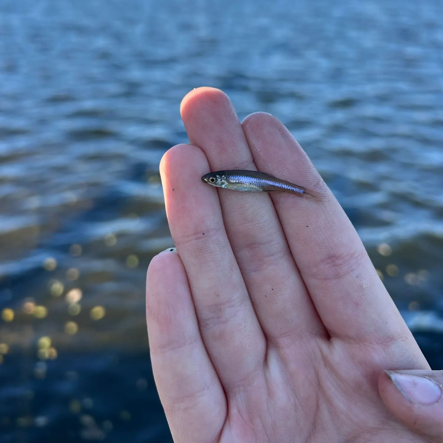 The most recent Emerald shiner catches on Fishbrain