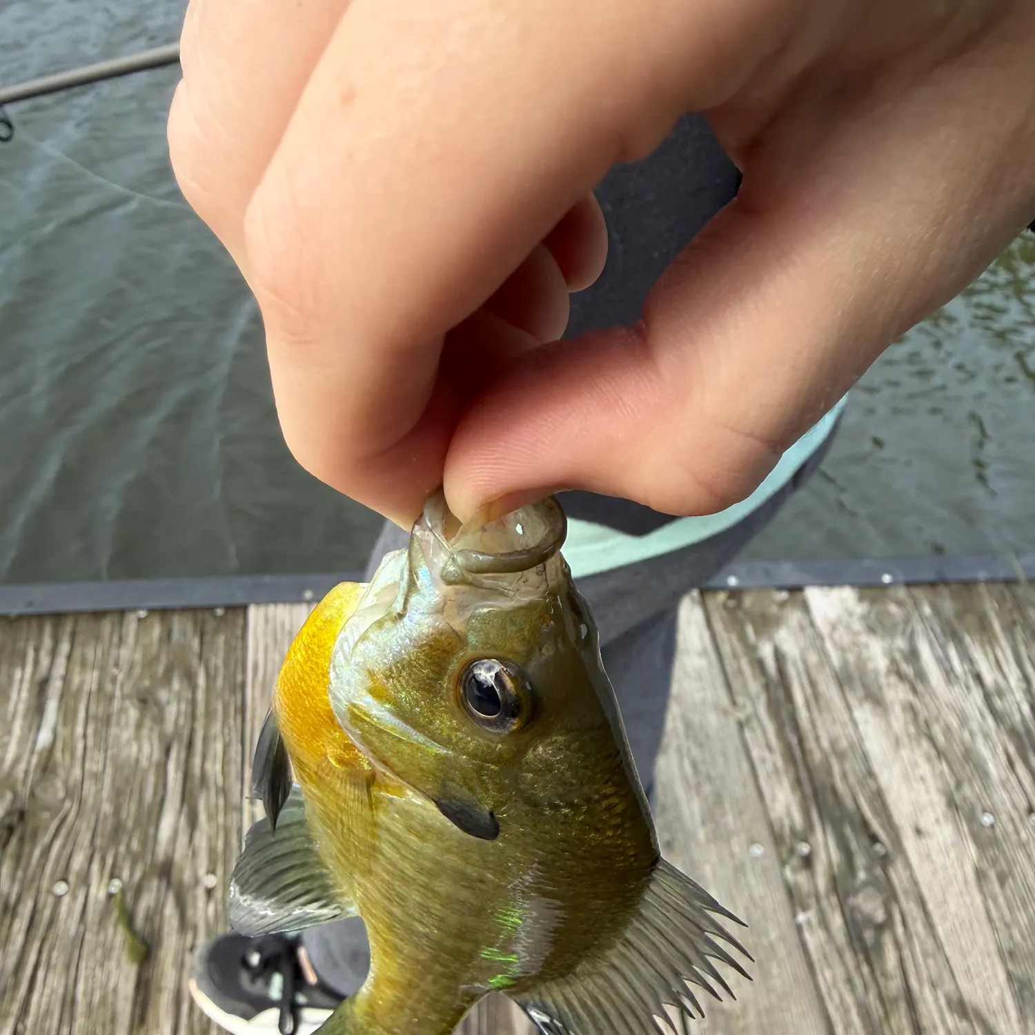 Bluegill caught on Fishbrain
