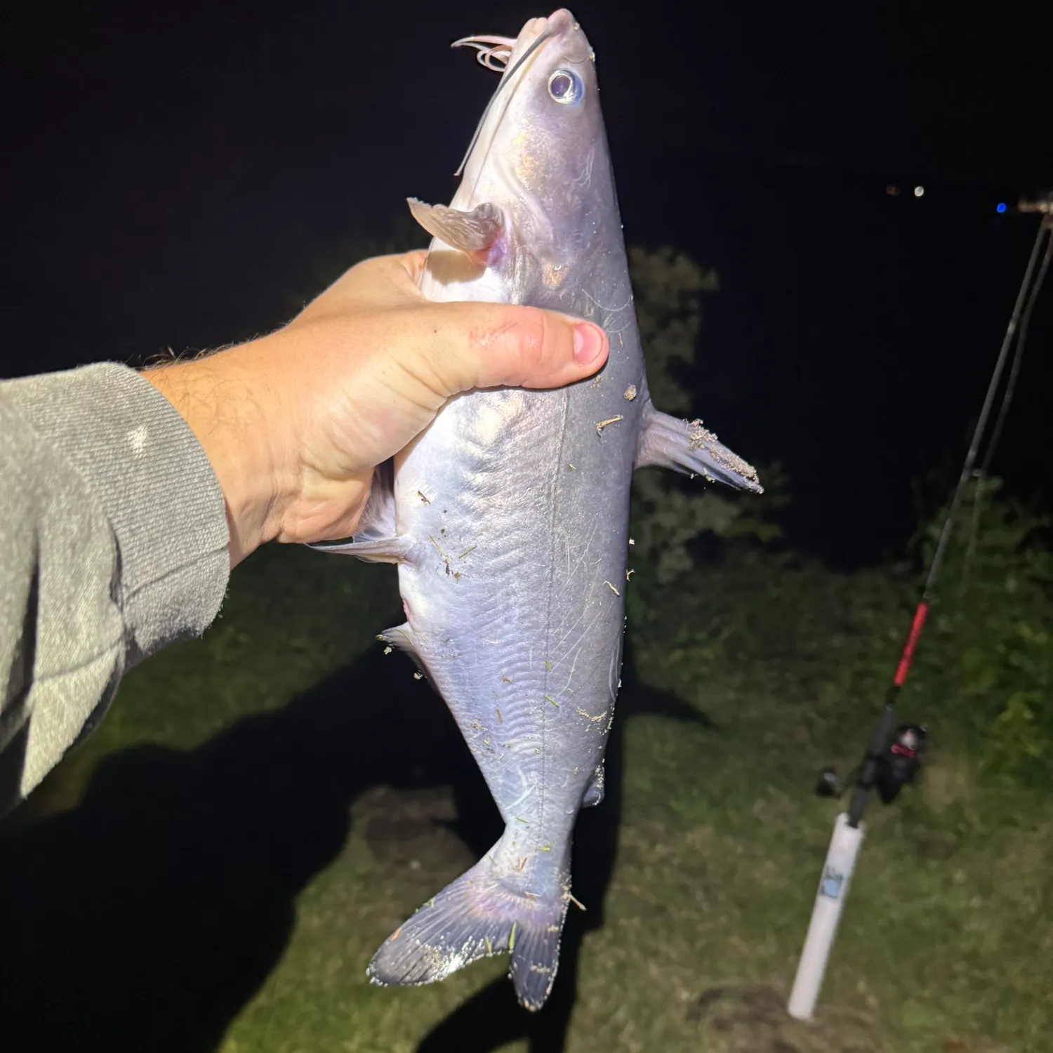 Blue catfish caught on Fishbrain