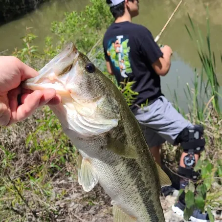 angler catch