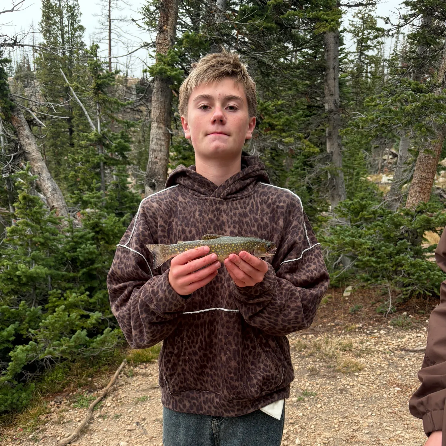 Brook trout caught on Fishbrain
