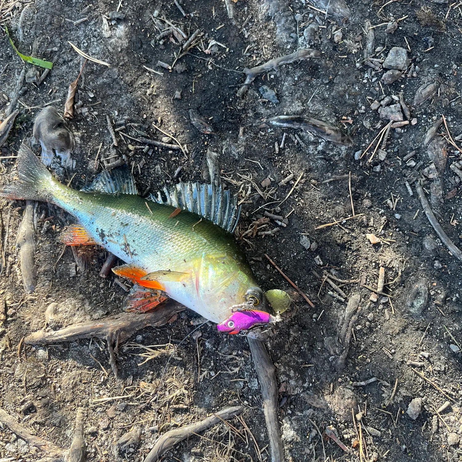 European perch caught on Fishbrain